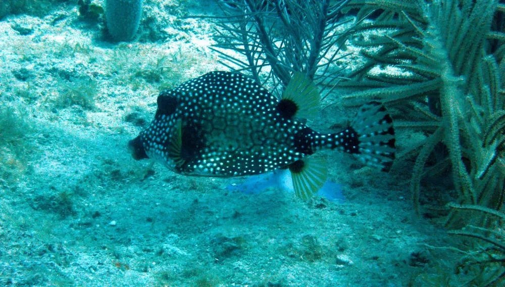 Isla Catalina Snorkeling Punta Cana