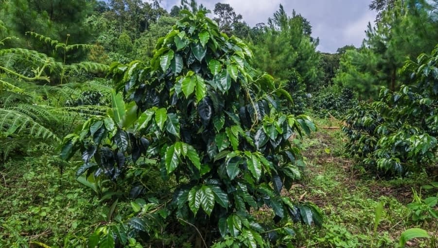 plantacion cafe punta cana