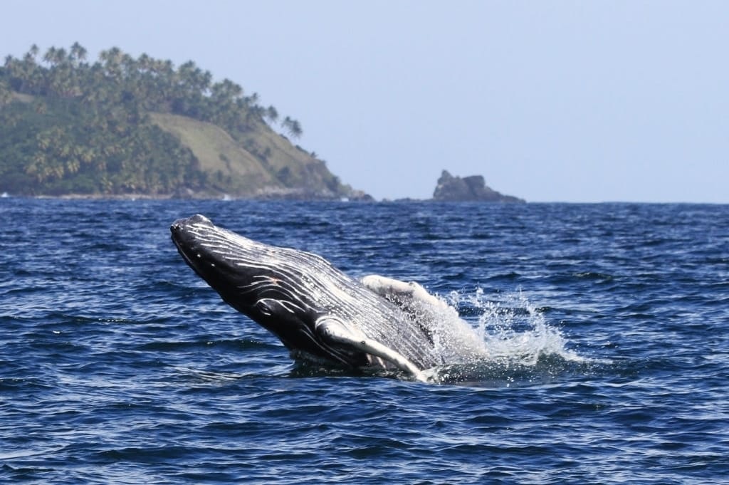 Humpback whale watching in Samaná bay and Cayo Levantado