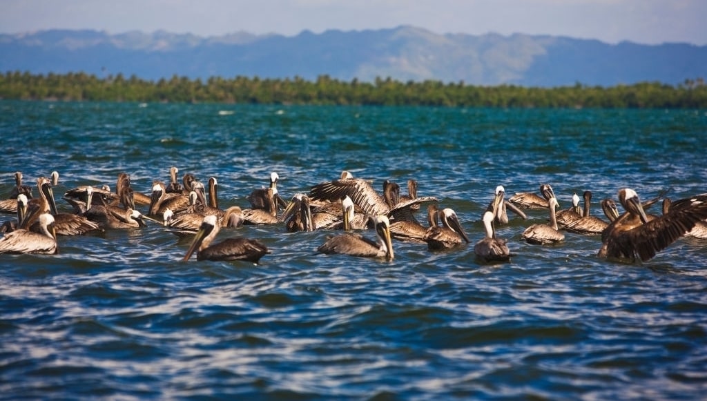 parque nacional de los haitises aves