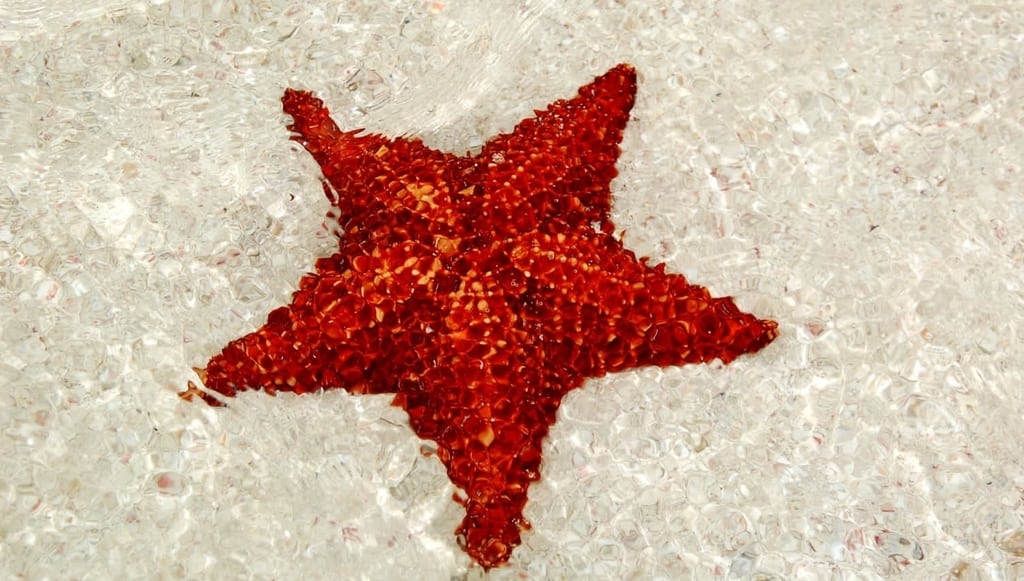 Estrella de mar en Isla Saona