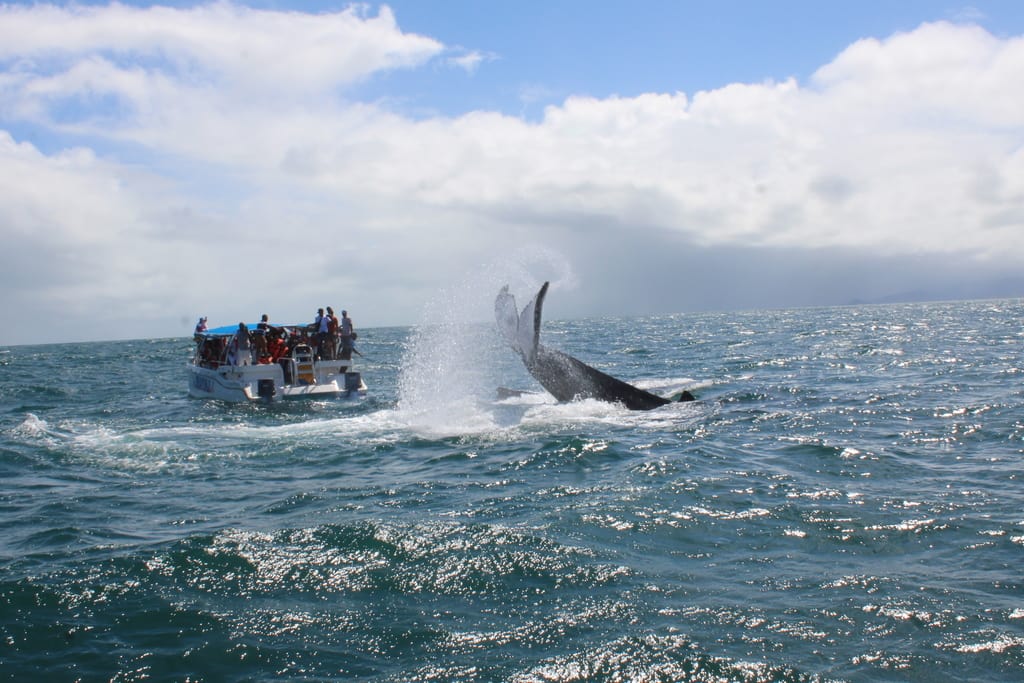 Avistamiento de ballenas jorobadas en bahía de Samaná y Cayo Levantado