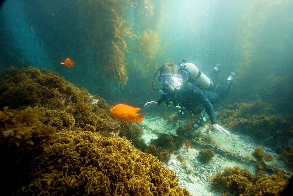 diving catalina island