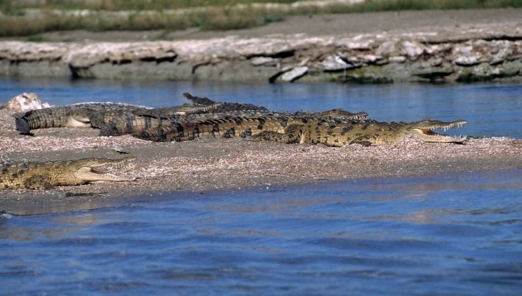 enriquillo lake crocodiles