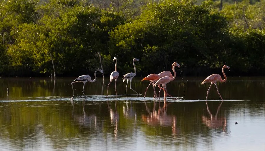 Isla flamingo tour