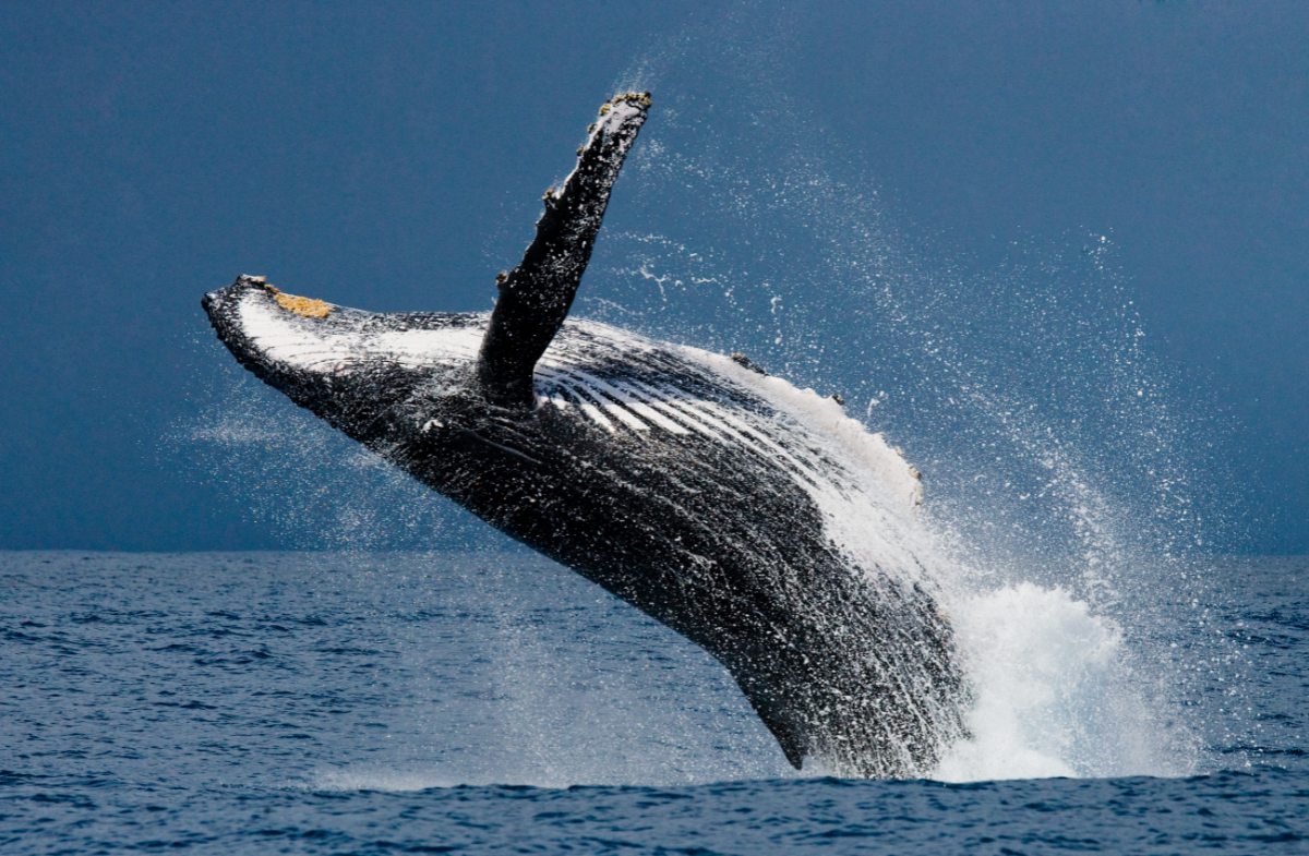 ¿Por qué las ballenas jorobadas eligen Samaná cada año?
