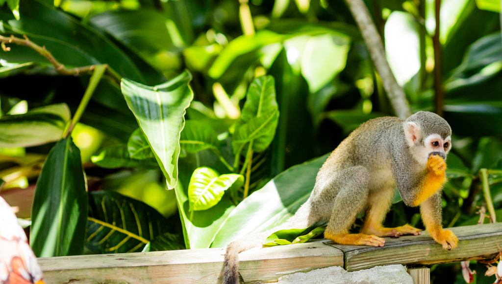 Monkeyland in samana