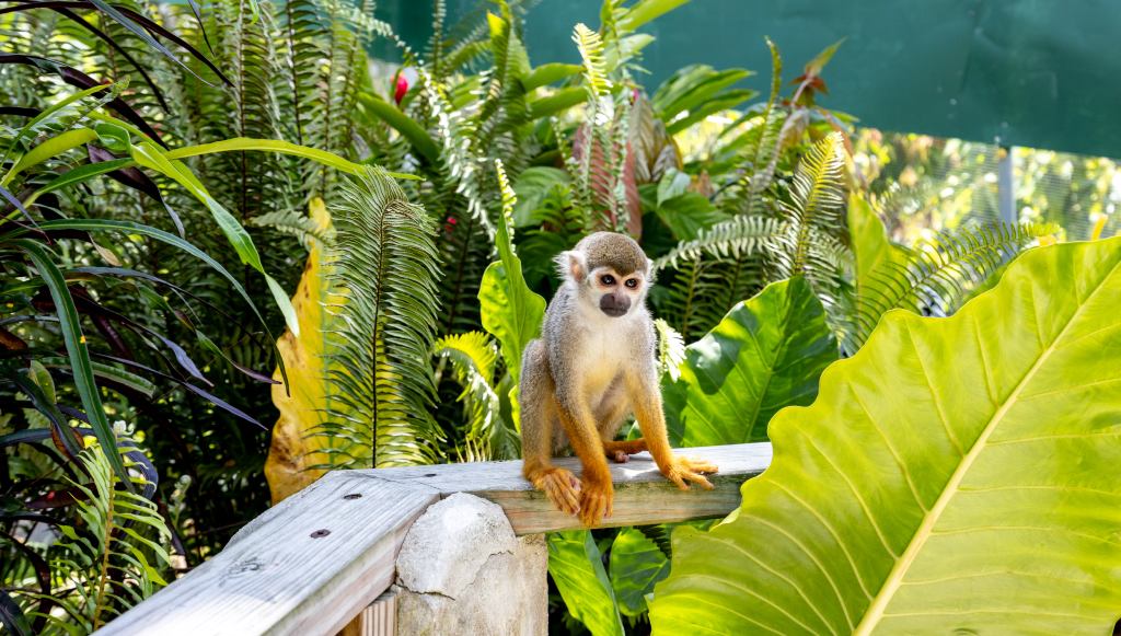 Monkeyland tour samana