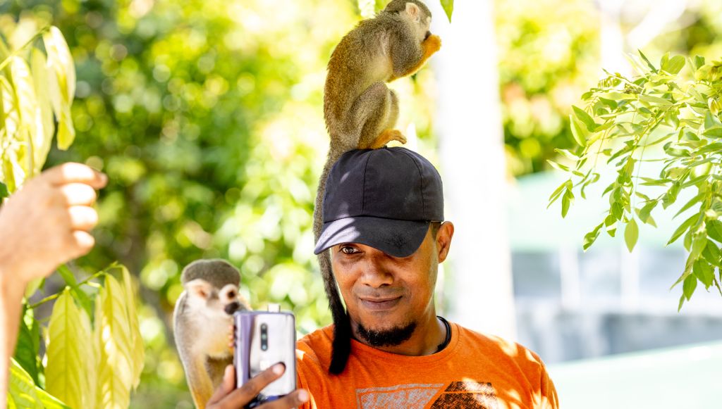Monos ardillas en Monkeyland
