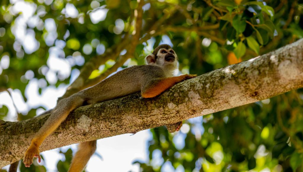 tour monkeyland samana