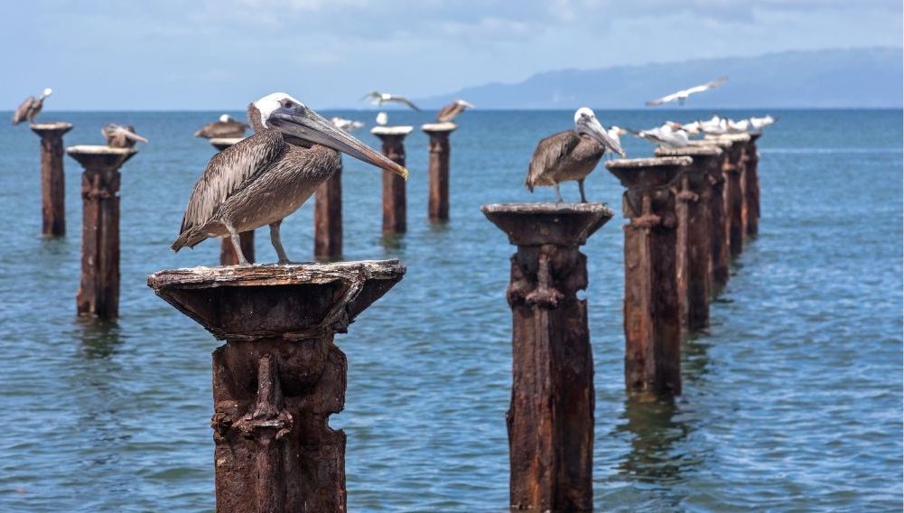 tour haitises bacardi island