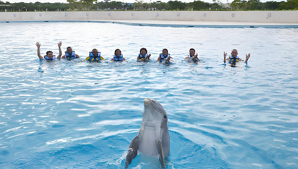 Dolphin discovery tour punta cana