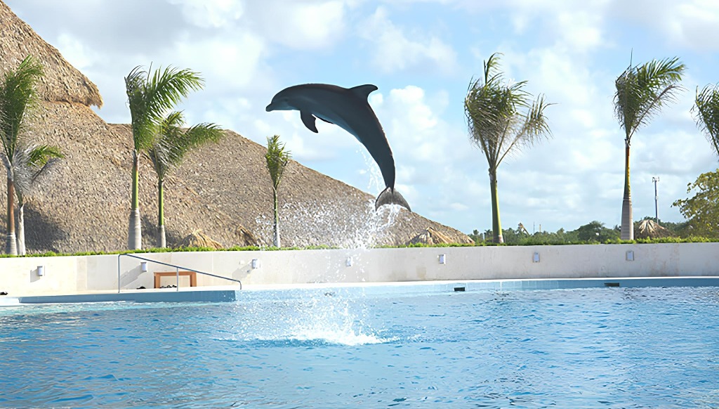 dolphin discovery excursion