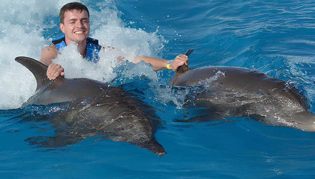 dolphin discovery in punta cana